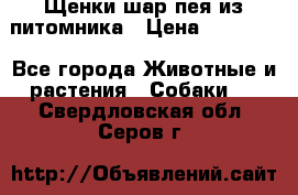 Щенки шар-пея из питомника › Цена ­ 15 000 - Все города Животные и растения » Собаки   . Свердловская обл.,Серов г.